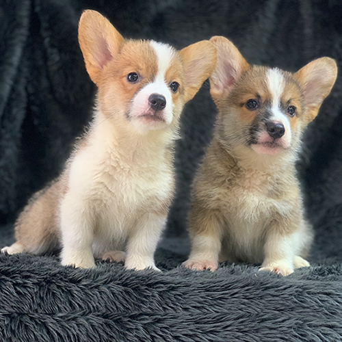 Hai chú chó Corgi con ngồi cạnh nhau thể hiện sự khác biệt tính cách