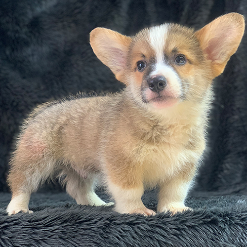 Chó Corgi màu sable hiếm đứng trên nền lông đen