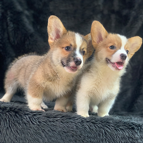 Hai chú chó Corgi đáng yêu đứng cạnh nhau trên nền lông tối màu.