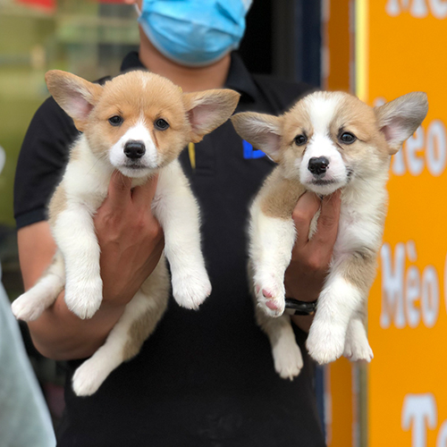 Cặp chó Corgi vàng trắng thuần chủng được bế trên tay trước cửa hàng Chomeocanh.com
