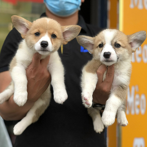 Hai chú chó Corgi thuần chủng được nâng niu trên tay