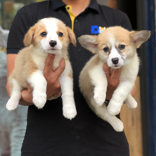 Cặp đôi chó Corgi thuần chủng lông vàng trắng được bế trên tay