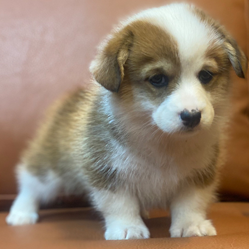 Chó Corgi tai cụp đáng yêu trong giai đoạn phát triển.