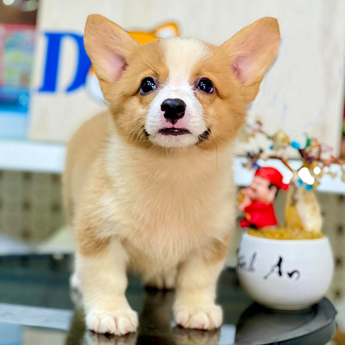 Chó Pembroke Corgi con màu vàng trắng đứng đáng yêu