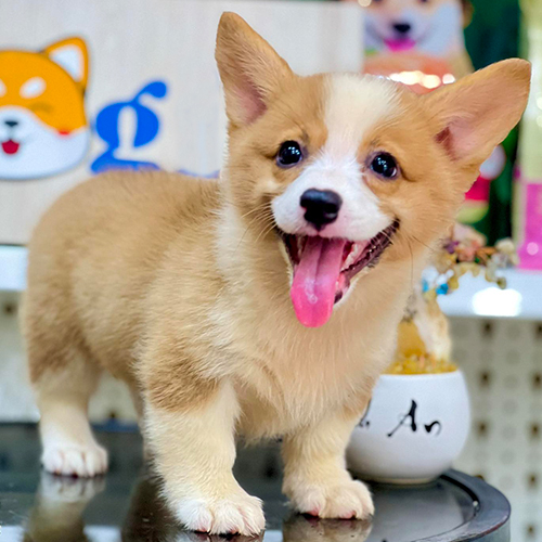 Chú chó Corgi con lông vàng trắng đáng yêu, miệng há rộng, đứng trên bàn với vẻ mặt vui tươi.