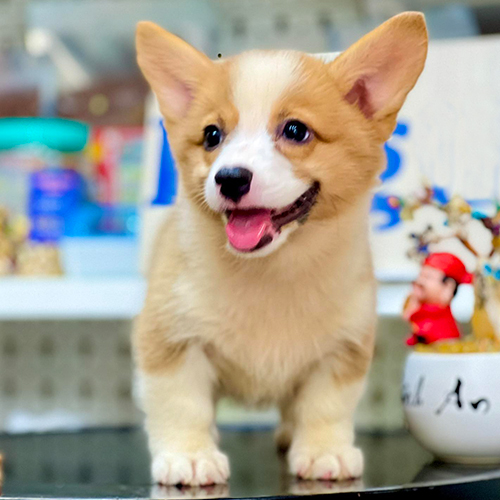 Chó Corgi con màu vàng trắng dễ thương đang đứng trên bàn