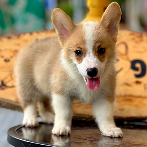 Chó Corgi con lông vàng trắng đáng yêu, đứng trên bàn với biểu cảm vui tươi.