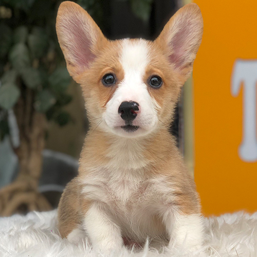 Chó Corgi Pembroke con với đôi tai to dựng đứng và mặt trắng đáng yêu