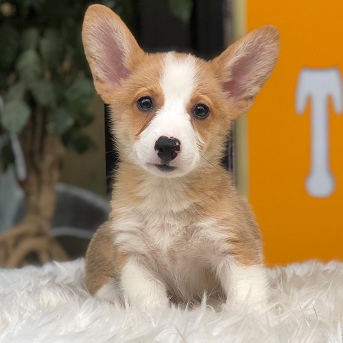 Chó Corgi đáng yêu với đôi tai lớn và lông màu nâu trắng.