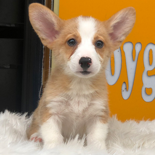 Chó Corgi con lông màu nâu trắng với đôi tai lớn đáng yêu.