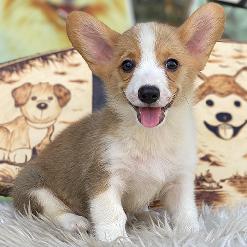 Chó Corgi thuần chủng dễ thương tại Chomeocanh.com