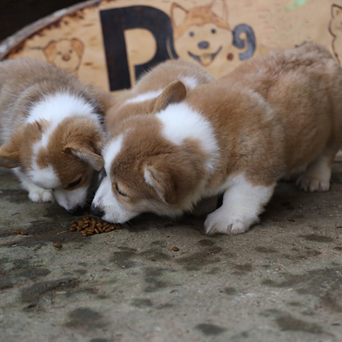 Hai chú chó Corgi vàng trắng thuần chủng đang ăn cùng nhau.