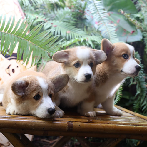 Ba chó Corgi thuần chủng vàng trắng đang ngồi thư giãn ngoài sân vườn