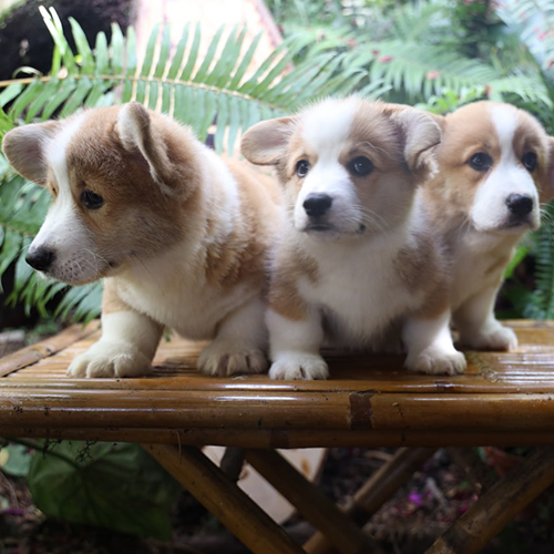Ba chú chó Corgi con đáng yêu, chân ngắn, lông vàng trắng, đang ngồi trên ghế tre ngoài trời.