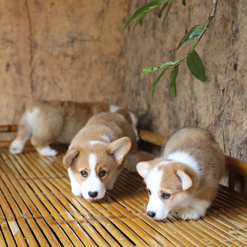 Đàn chó Corgi con dễ thương tại Chomeocanh.com