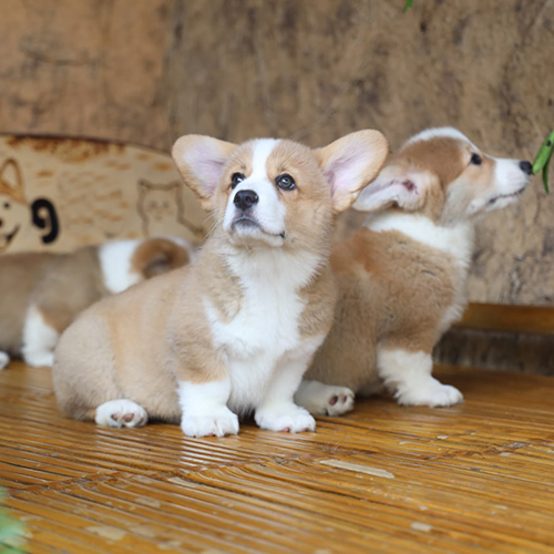 Đàn chó Corgi vàng trắng thuần chủng ngồi trên sàn tre, dáng chuẩn, tai to