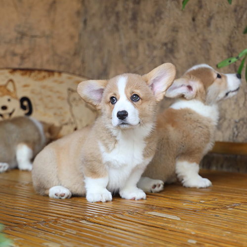Chó Corgi con ngồi nghỉ sau sinh tại khu vực chuồng nuôi sạch sẽ