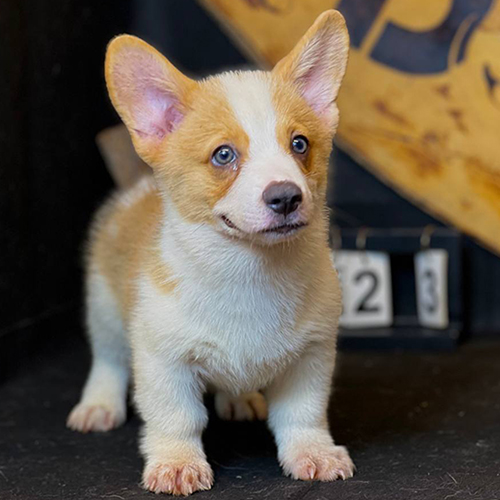 Chó Pembroke Corgi con màu vàng trắng, thân hình nhỏ gọn và chân ngắn