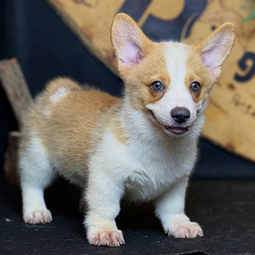 Chó Corgi Pembroke con lông vàng trắng đứng trên nền đen