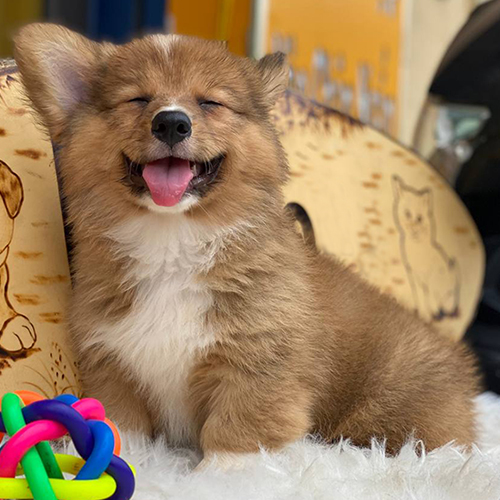 Chó Corgi lông vàng dễ thương ngồi tựa lưng với đồ chơi nhiều màu sắc.