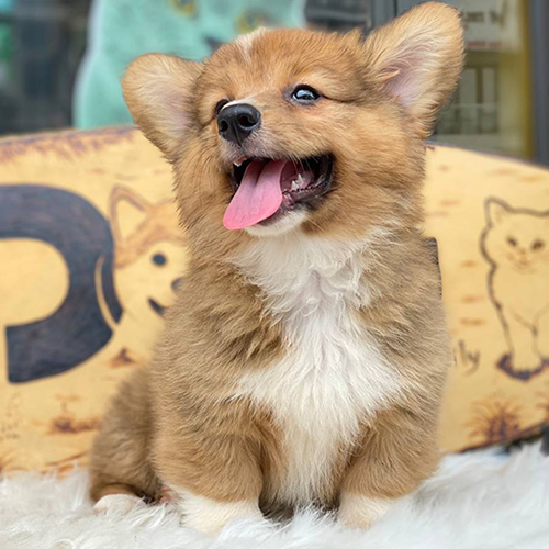 Chó Corgi Fluffy con lông dài màu vàng nâu, thè lưỡi cười đáng yêu