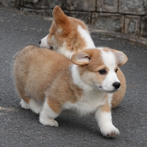 Hai chú chó Corgi con ngáo ngơ chạy tung tăng trên đường
