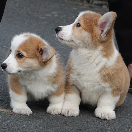 Hai chú chó Corgi con với bộ lông hai lớp dày và mượt mà