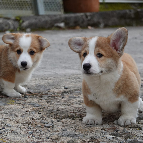 Đôi chó Corgi màu vàng trắng đực và cái dễ thương tại Đà Lạt, tai cụp tai dựng