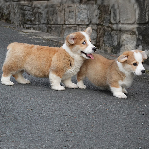 Hai chú chó Corgi con đang vui chơi ngoài trời