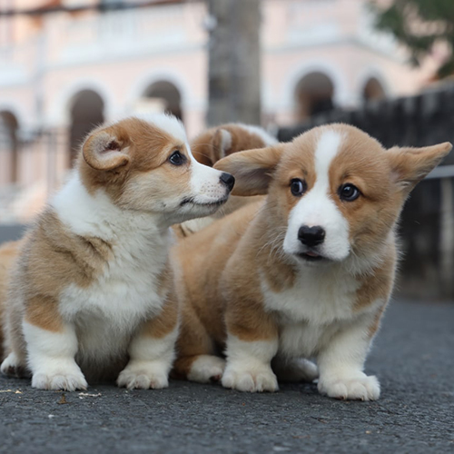 Hai chú chó Corgi đực con đang chơi đùa ngoài trời
