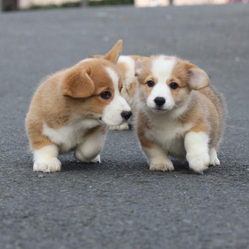 Cặp chó Corgi thuần chủng vàng trắng đang chạy vui vẻ trên đường