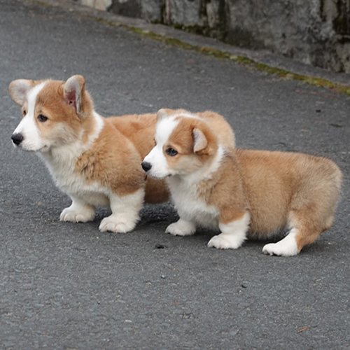 Hai chú chó Corgi Yêu Lu đứng trên đường với bộ lông mượt mà