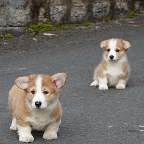 Hai chú chó Corgi con dễ thương đang ngồi trên nền đường