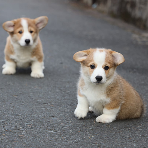Hai chú chó Corgi con lông vàng trắng ngồi và đứng trên nền đường nhựa, tai cụp dễ thương.