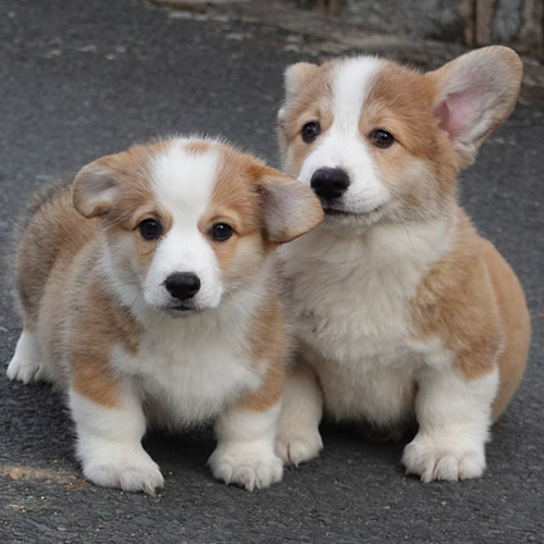 Cặp đôi chó Corgi 4 tháng tuổi đáng yêu ngồi trên đường