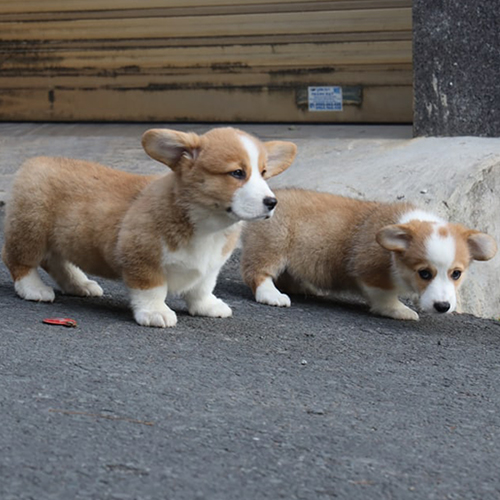 Hai chú chó Corgi con dễ thương đang đi dạo trên đường