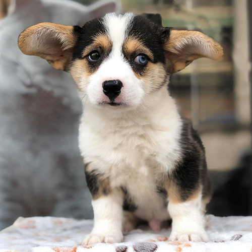 Corgi mắt xanh tricolor đang chờ xét duyệt mua trả góp