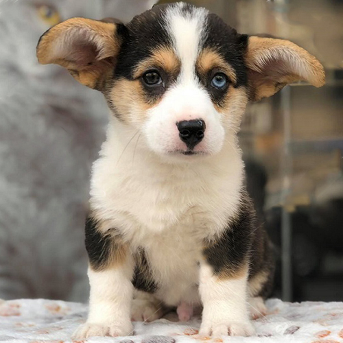 Jefferson – chú chó Corgi Tricolor đáng yêu, 2 tháng tuổi, khỏe mạnh, đã tiêm phòng và tẩy giun định kỳ.
