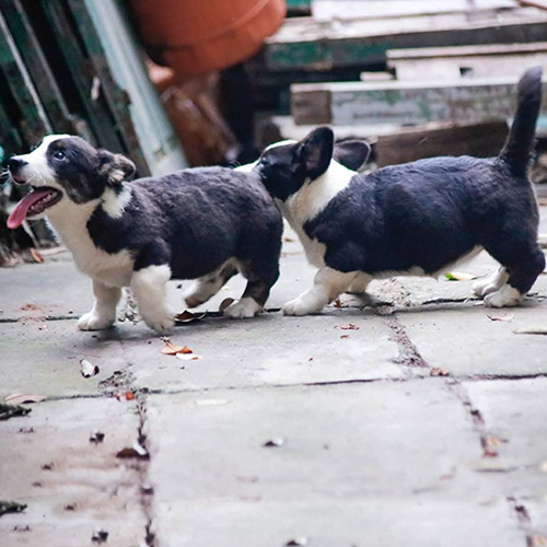 Hai chú chó Cardigan Corgi màu đen trắng đang chạy