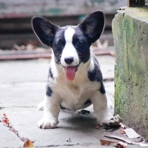 Chó Corgi màu đen trắng hiếm gặp và độc đáo.