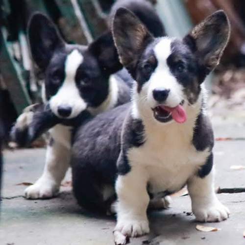 Hai chú chó Corgi con đen trắng của trại MeowGo Pets
