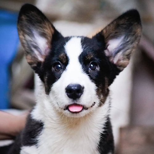 Chó Corgi Cardigan tai to màu đen trắng nhìn thẳng