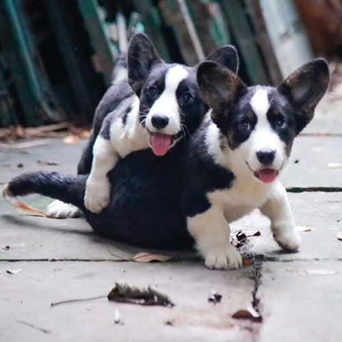 Hai bé Corgi Cardigan anh em Jedi, 3 tháng tuổi, màu đen trắng, tricolor, đáng yêu và khỏe mạnh