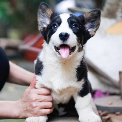 Chó Corgi ngáo thuần chủng với tai tam giác và mõm nhọn