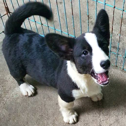 Chó Cardigan Corgi con đuôi dài vểnh cao, dễ phân biệt với Pembroke Corgi