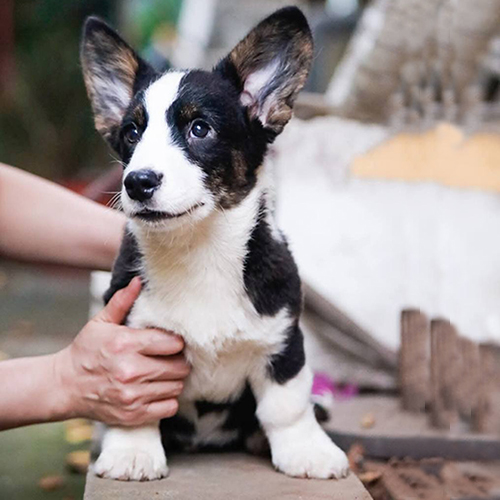 Chó Corgi chân ngắn Pembroke Wales thông minh và lanh lợi.