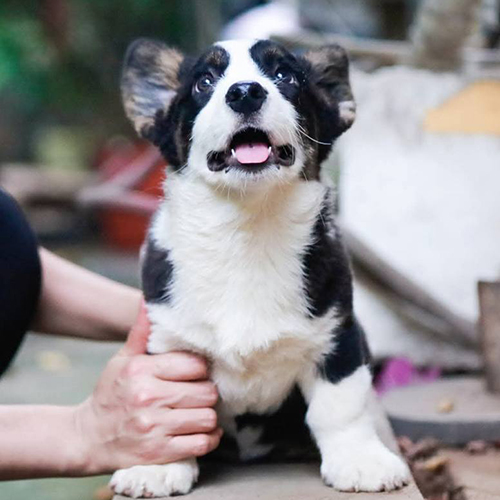Chó Corgi đen trắng tinh nghịch đang ngồi ngoan