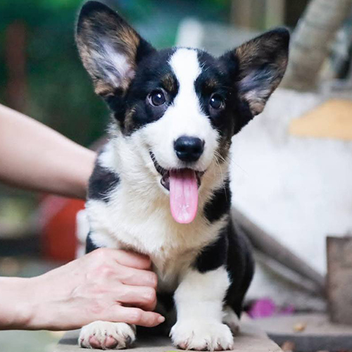 Chó Corgi đực đen trắng (Tuxedo) con tại Chomeocanh.com, lưỡi thè đáng yêu.