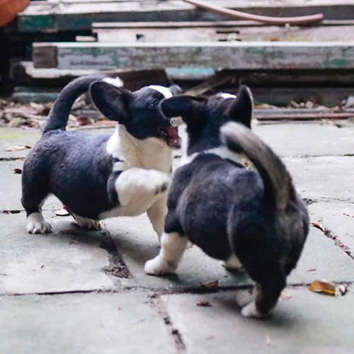 Cặp chó Corgi Cardigan đen trắng đang chơi đùa trong sân gạch ngoài trời