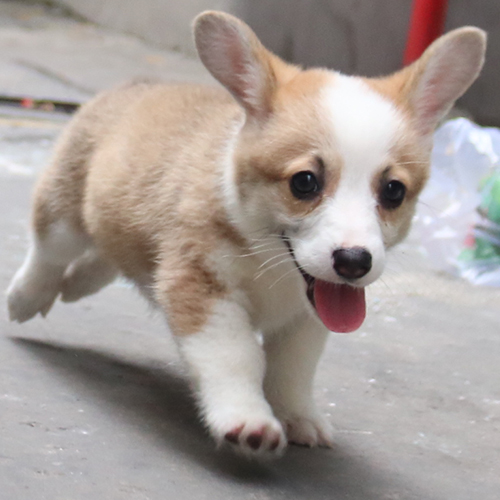 Corgi chibi lông vàng trắng đang chạy tung tăng vui vẻ